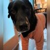pippin_the_pup